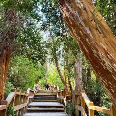 Isla Victoria y Bosque de Arrayanes